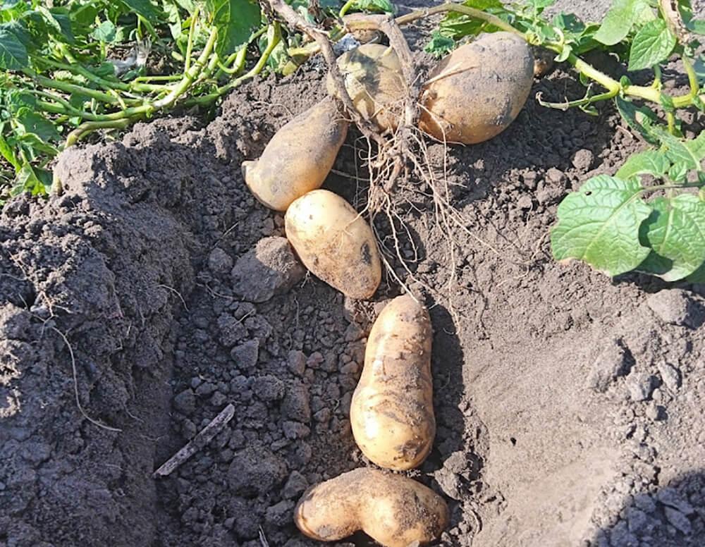семена картофеля