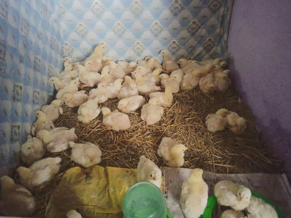 выращивание цыплят бройлеров