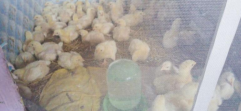 выращивание бройлерных цыплят