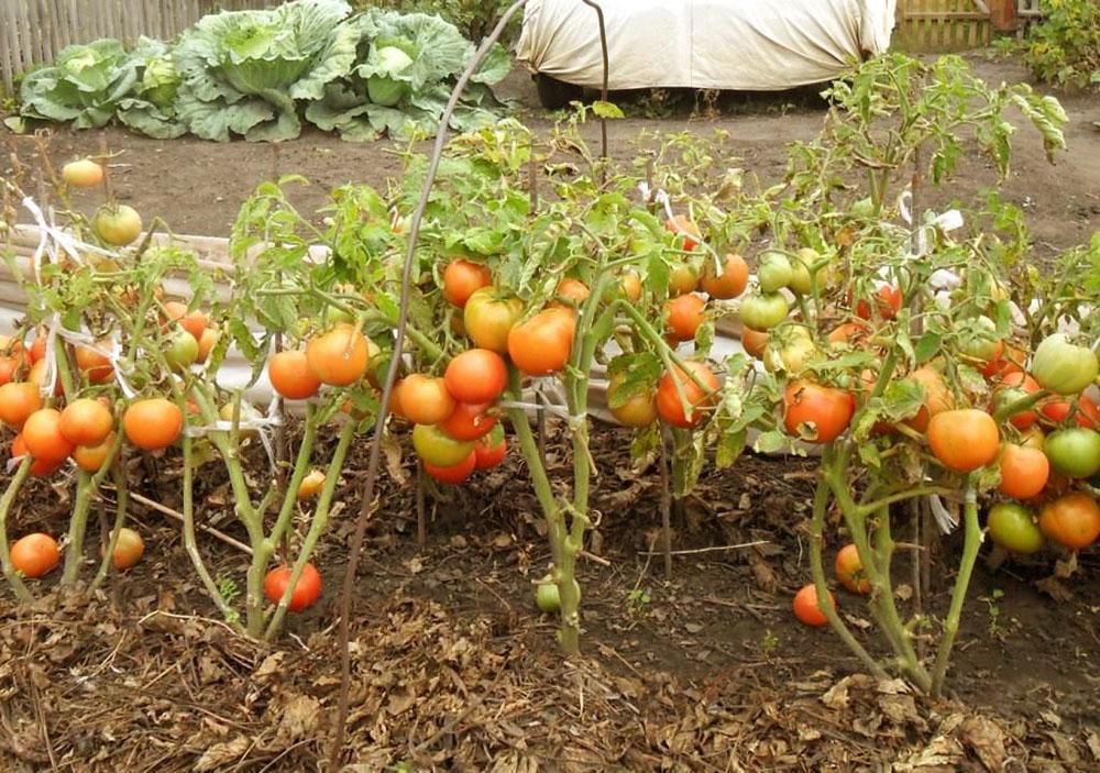вырастить помидоры